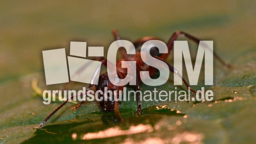 Rote Waldameise (3).jpg